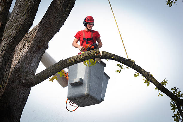 Best Arborist Consultation Services  in Vidor, TX